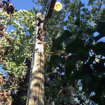 Streetlight One Out Residential Road at 823 68 Ave NW