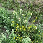 Shrubs, Flowers, Leaves Maintenance in a Park-WAM at 8942 Deerfoot Tr SE