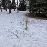 Shrubs, Flowers, Leaves Maintenance in a Park-WAM at 3420 Lake Co SW