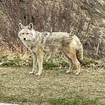 Coyote Sightings and Concerns at 12018 Valley Ridge Dr NW