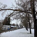 Tree Maintenance - City Owned at 7019 20 St SE