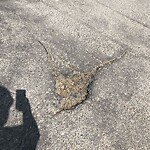 Pothole Repair at 1817 2 St NW