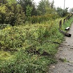 Fence or Structure Concern - City Property at 446 25 Av SE