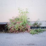 Debris on Street, Sidewalk, Boulevard at 2320 24 Av NE