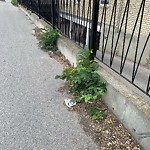 Debris on Street, Sidewalk, Boulevard at 521 13 Av SW