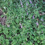 Shrubs, Flowers, Leaves Maintenance in a Park-WAM at 7803 Silver Springs Rd NW