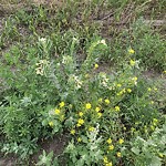 Shrubs, Flowers, Leaves Maintenance in a Park-WAM at Deerfoot Trail Southeast Calgary Calgary