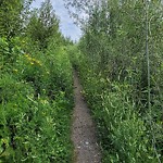 Shrubs, Flowers, Leaves Maintenance in a Park-WAM at 2060 7 Av SE