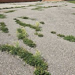 Shrubs, Flowers, Leaves Maintenance in a Park-WAM at 2136 146 Av SE