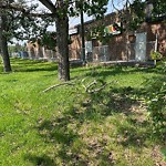 Shrubs, Flowers, Leaves Maintenance in a Park-WAM at 1701 49 St NW