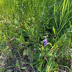 Shrubs, Flowers, Leaves Maintenance in a Park-WAM at 3020 Sanctuary Rd SE