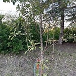 Shrubs, Flowers, Leaves Maintenance in a Park-WAM at 1901 14 Av NW