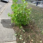 DO NOT USE - Mowing in a Park - Residential Boulevard up to 50km/h-WAM at 804 68 Av SW