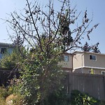 Shrubs, Flowers, Leaves Maintenance in a Park-WAM at 60 Millcrest Gr SW