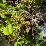 Shrubs, Flowers, Leaves Maintenance in a Park-WAM at 128 Prestwick Estate Wy SE