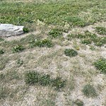 Shrubs, Flowers, Leaves Maintenance in a Park-WAM at 9770 Deerfoot Tr SE