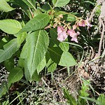 Shrubs, Flowers, Leaves Maintenance in a Park-WAM at 2787 10 St NW