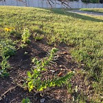 Shrubs, Flowers, Leaves Maintenance in a Park-WAM at 144 Coventry Ci NE