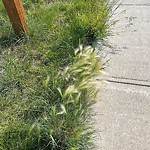 Shrubs, Flowers, Leaves Maintenance in a Park-WAM at 252 Tuscany Ravine Rd NW