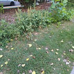 Shrubs, Flowers, Leaves Maintenance in a Park-WAM at 320 12 Av SW