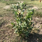 Shrubs, Flowers, Leaves Maintenance in a Park-WAM at 388 Lynnview Rd SE