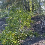 Fence Concern in a Park-WAM at 9299 15 St SE