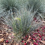 Shrubs, Flowers, Leaves Maintenance in a Park-WAM at 930 16 Av SW