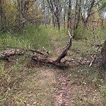 Shrubs, Flowers, Leaves Maintenance in a Park-WAM at 5400 90 Av SW