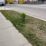 Shrubs, Flowers, Leaves Maintenance in a Park-WAM at 18 Coville Ci NE