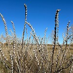 Shrubs, Flowers, Leaves Maintenance in a Park-WAM at 1898 28 Av SE