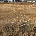 Shrubs, Flowers, Leaves Maintenance in a Park-WAM at 19 Freeport Wy NE