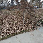 Shrubs, Flowers, Leaves Maintenance in a Park-WAM at 705 14 A St SE