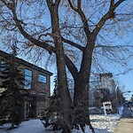 Tree Maintenance - City Owned-WAM at 2031 34 Av SW