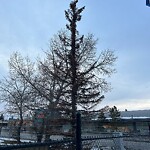 Tree Maintenance - City Owned-WAM at 1909 16 Av NW