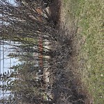 Tree Maintenance - City Owned-WAM at 98 Ave SW Southwest Calgary Calgary