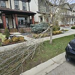 Tree Maintenance - City Owned at 223 Copperpond St SE