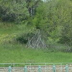 Tree Maintenance - City Owned at 3015 8 St SW