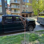 Tree Maintenance - City Owned at 838 19 Av SW