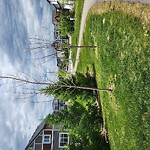 Tree Maintenance - City Owned at 91 Seton Gardens SE Southeast Calgary