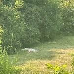 Coyote Sightings and Concerns at 840 Bridge Cr NE