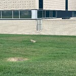 Coyote Sightings and Concerns at 3011 Utah Dr NW