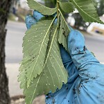 Tree Maintenance - City Owned at 7 Sierra Morena Way SW Signal Hill