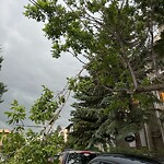 Tree Maintenance - City Owned at 1611 21 Av SW