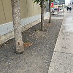 Tree Maintenance - City Owned at 1207 12 Av SW