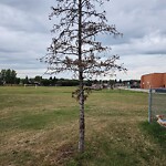 Tree Maintenance - City Owned at 2223 146 Av SE