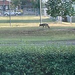 Coyote Sightings and Concerns at 811 Radford Rd NE