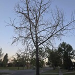 Tree Maintenance - City Owned at 1445 Acadia Dr Se, Calgary, Ab T2 J 5 B1, Canada