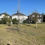 Tree Maintenance - City Owned at 6 Douglasview Rd SE