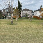 Tree Maintenance - City Owned at 18 Douglasview Rd SE