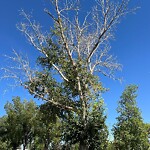 Tree Maintenance - City Owned at 5607 Travis Cr NE